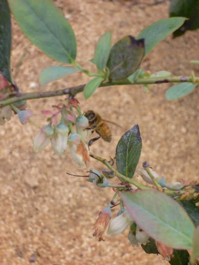 Season Update - Berry Healthy